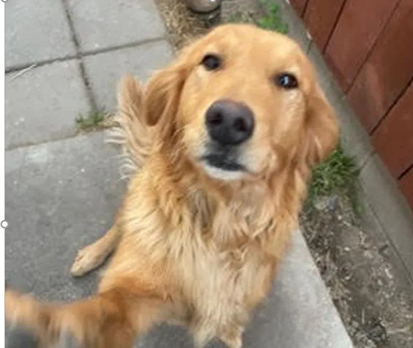 Lost dog in San Pablo, CA, 94806