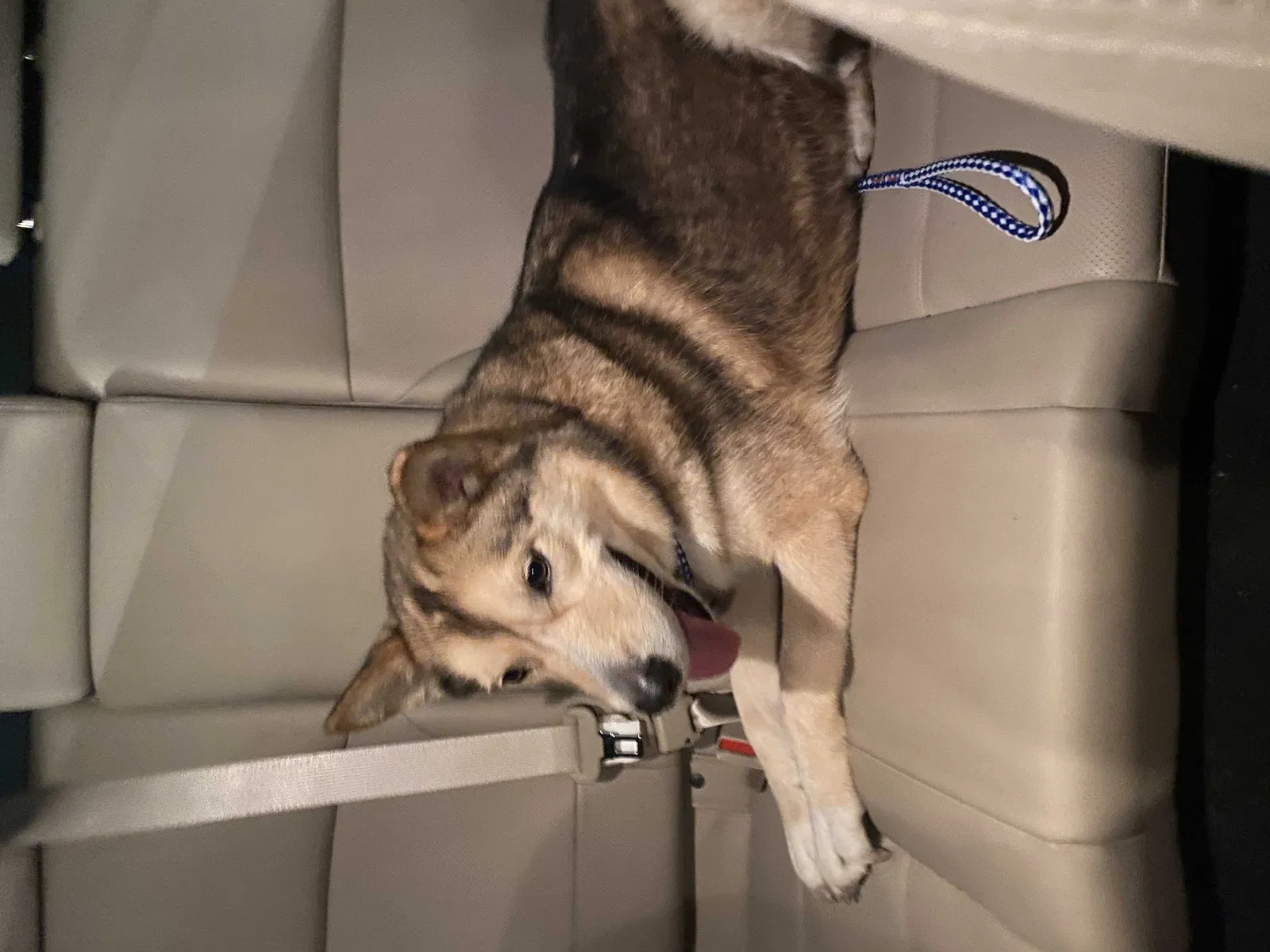 Found dog in Carrollton, TX, 75006