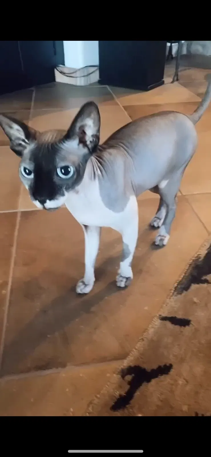 Lost cat in Scottsdale, AZ, 85251