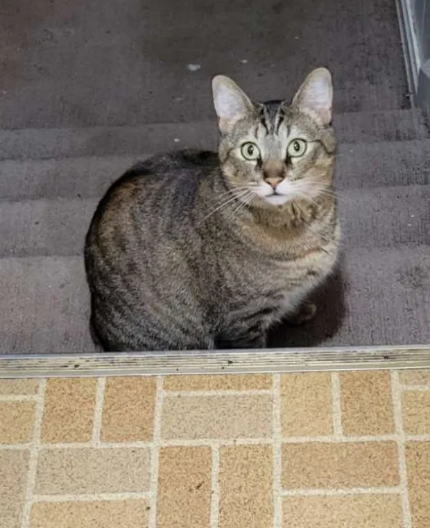 Lost cat in Nampa, ID, 83651