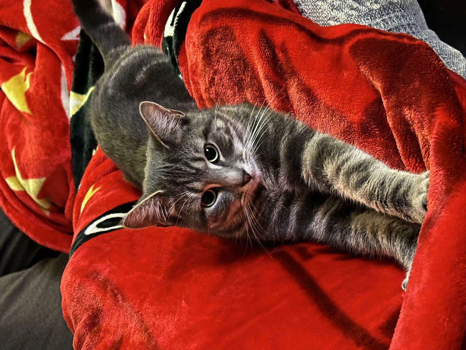 Lost cat in Staten Island, NY, 10305
