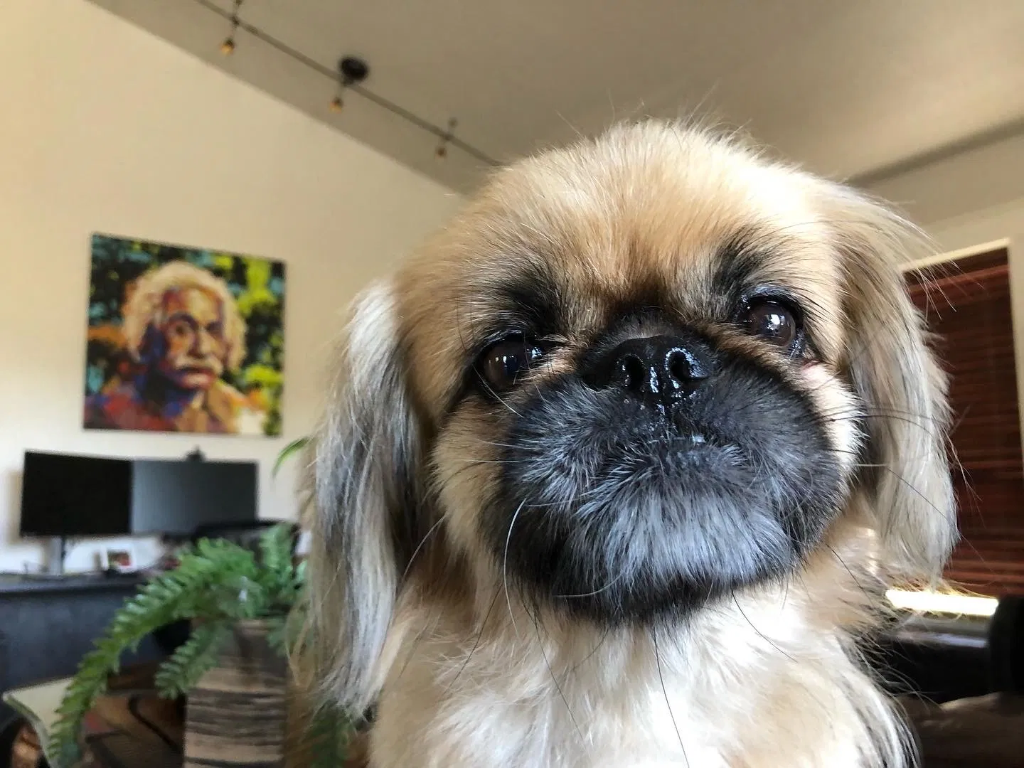 Lost dog in Boise, ID, 83705