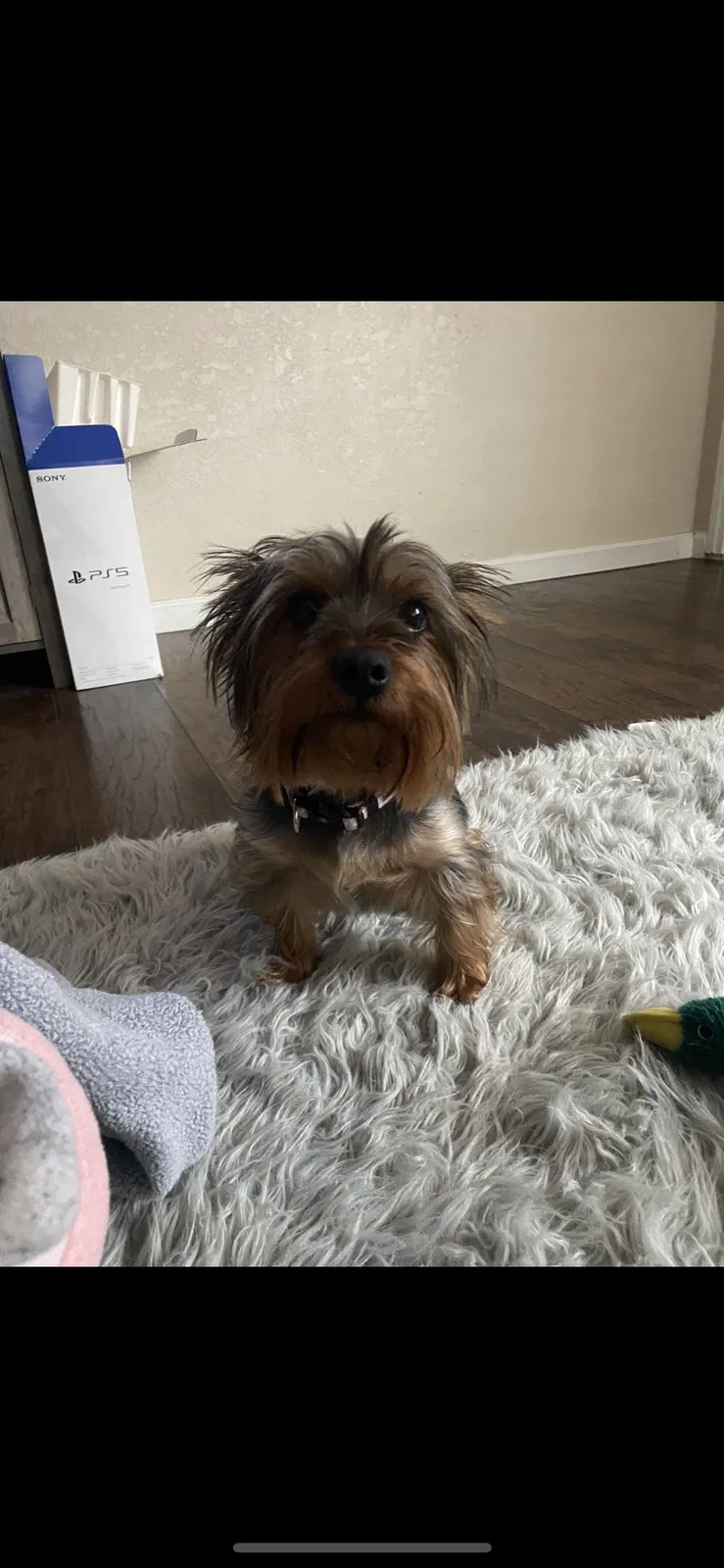 Lost dog in Wasco, CA, 93280