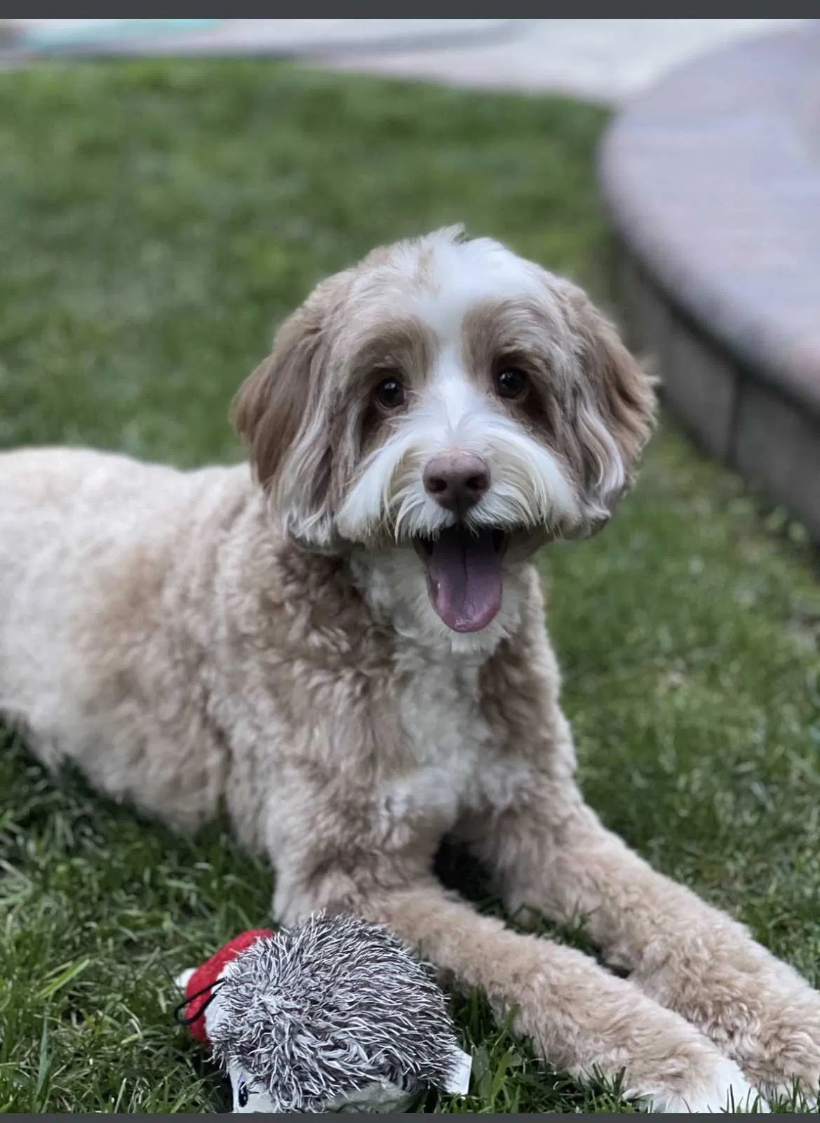 Lost dog in Palo Alto, CA, 94303