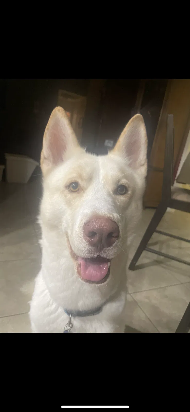 Lost dog in Houston, TX, 77095