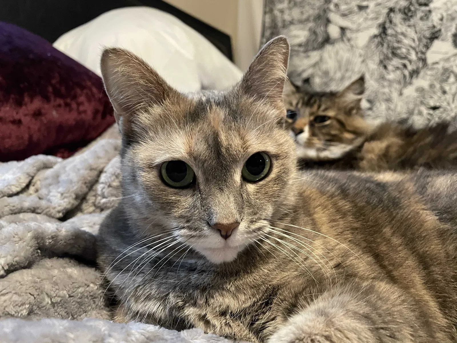 Lost cat in Sanford, FL, 32771