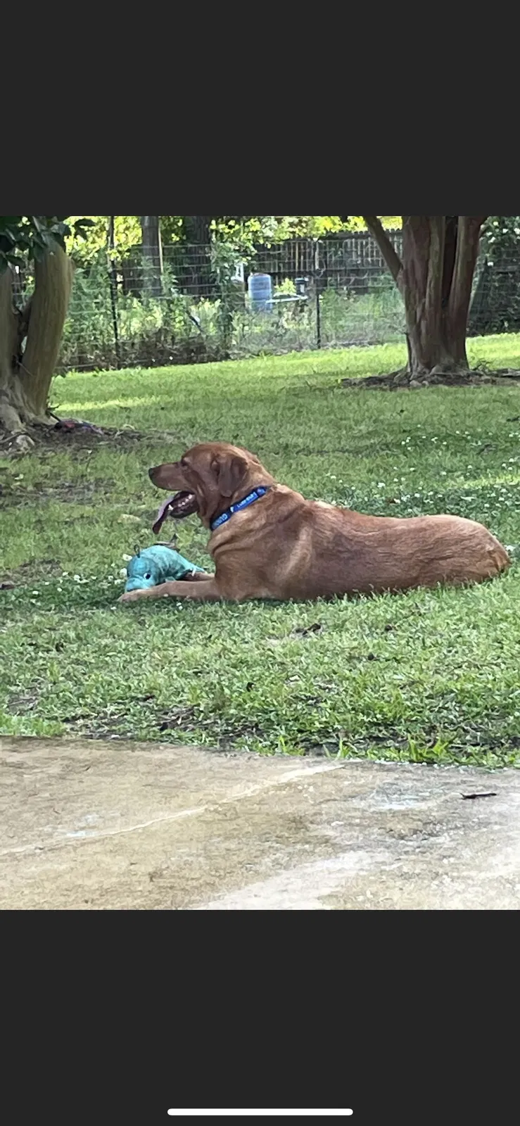 Lost dog in Mobile, AL, 36695