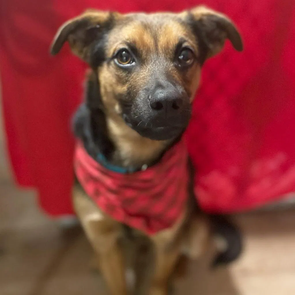 Found dog in Escondido, CA, 92025
