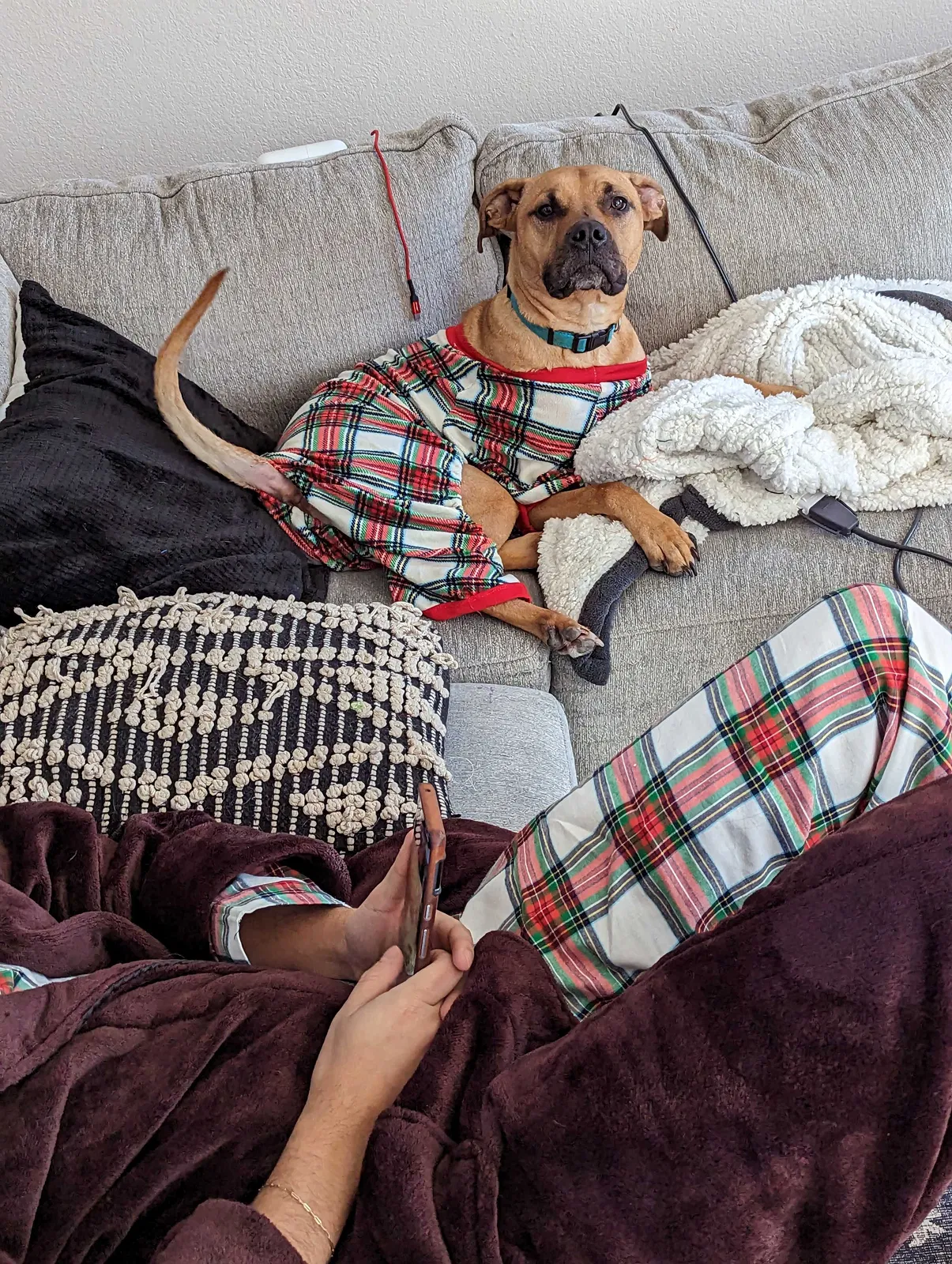 Lost dog in Plano, TX, 75024