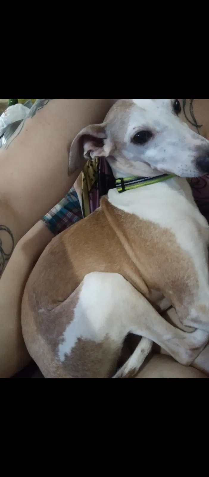 Lost dog in Cleveland, TN, 37311