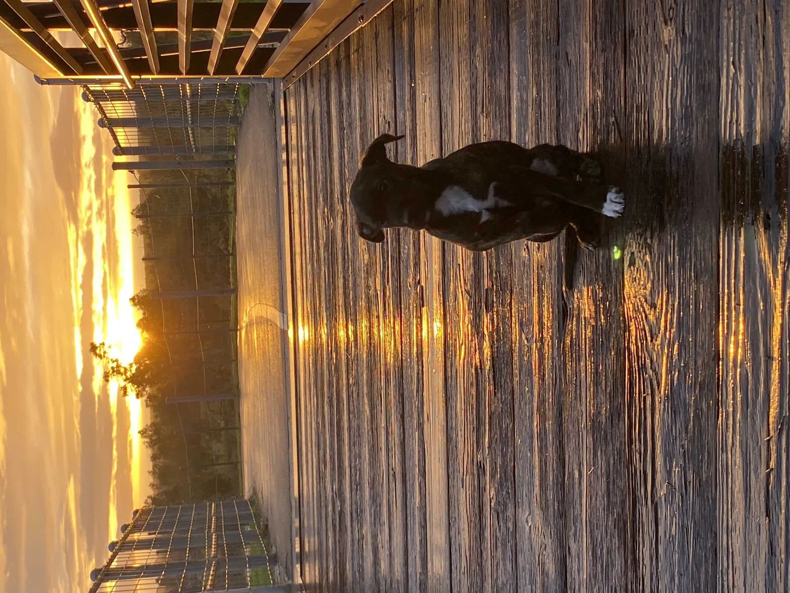 Lost dog in Fresno, CA, 93726