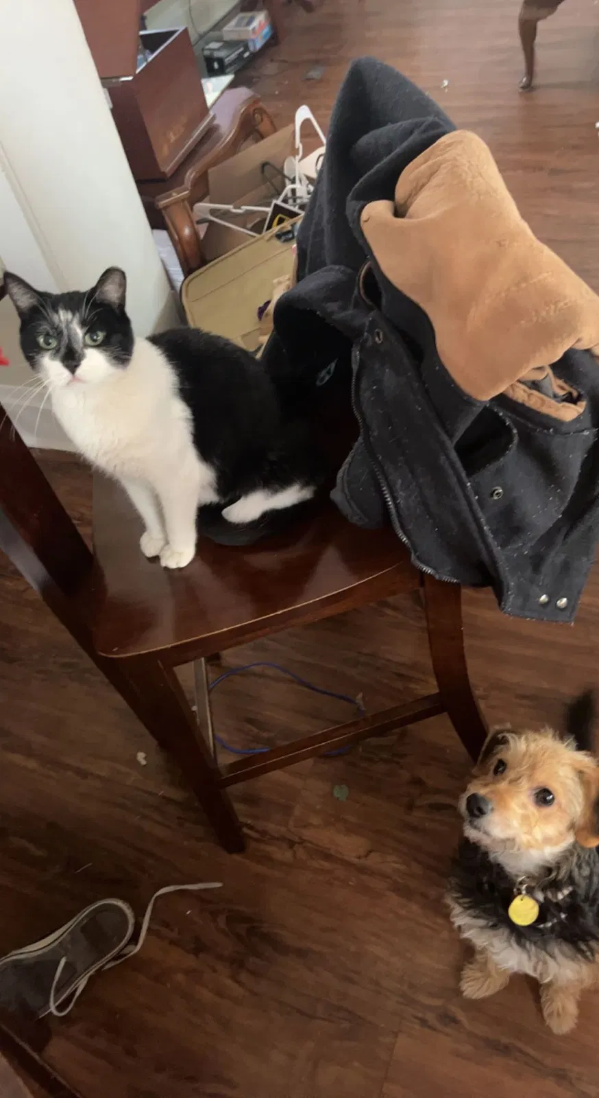 Lost cat in Belleville, IL, 62226