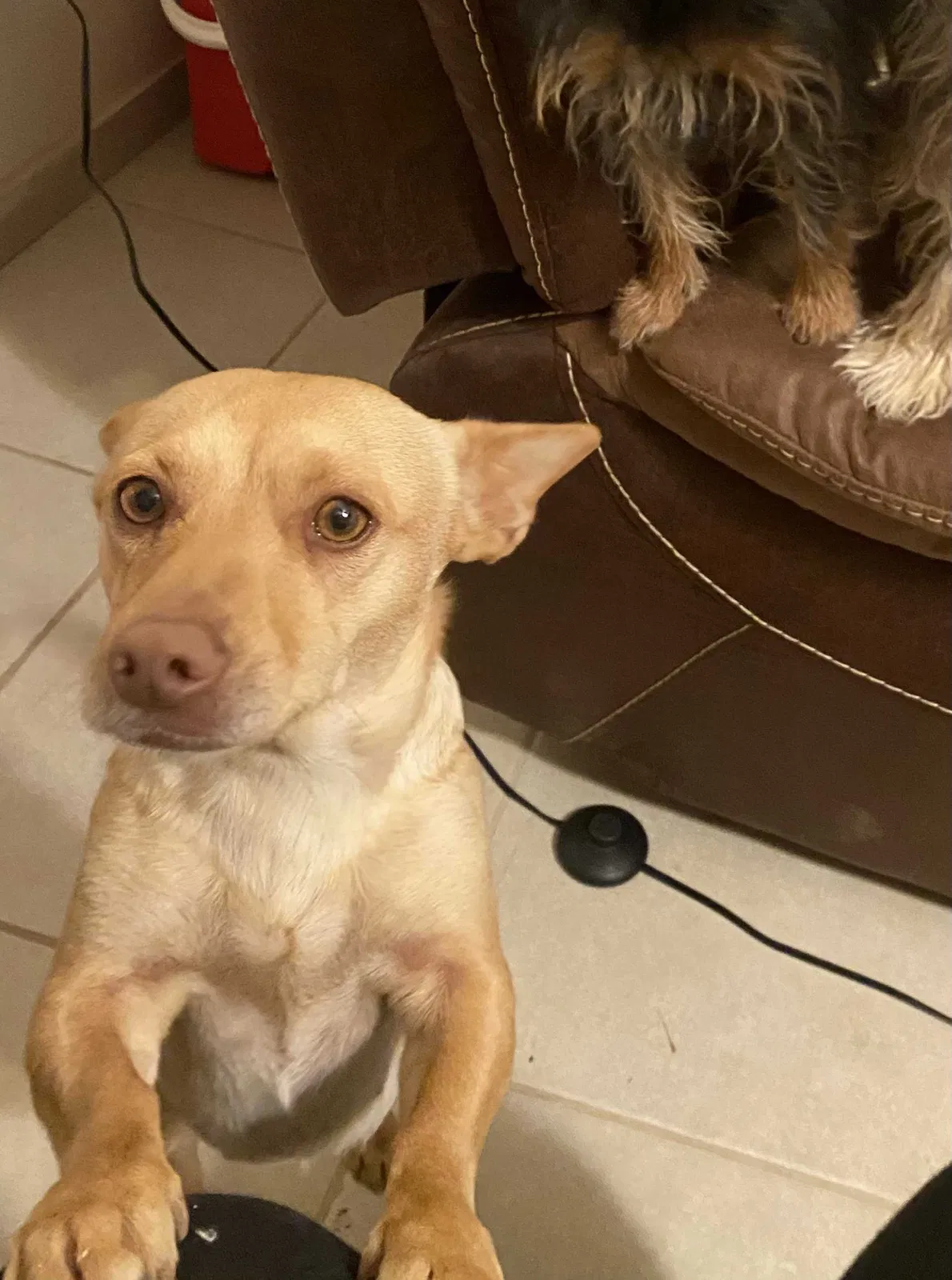 Lost dog in Apple Valley, CA, 92308