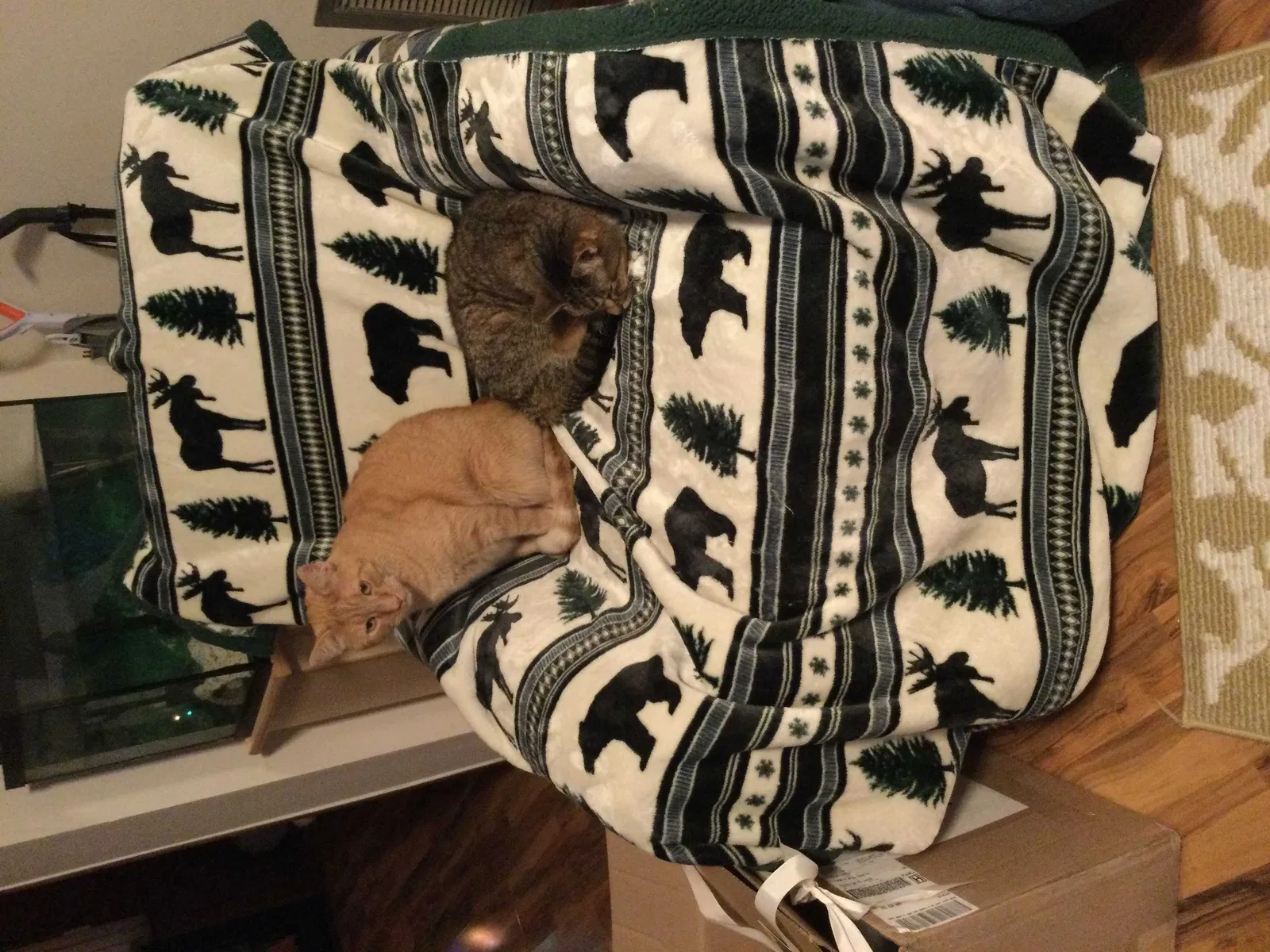 Lost cat in Dunnellon, FL, 34432