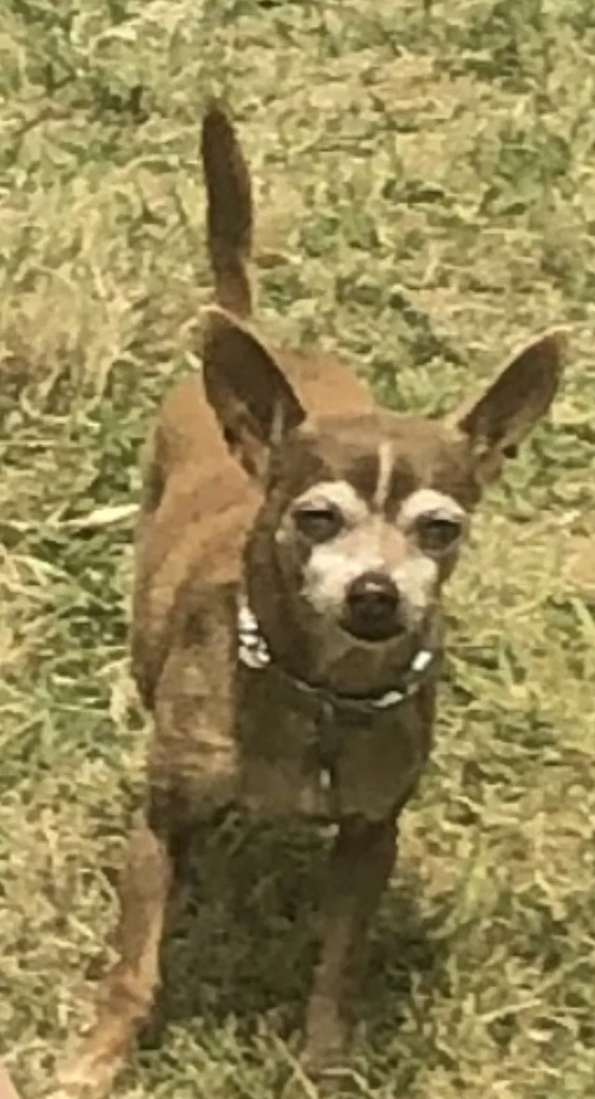 Lost dog in Humble, TX, 77396