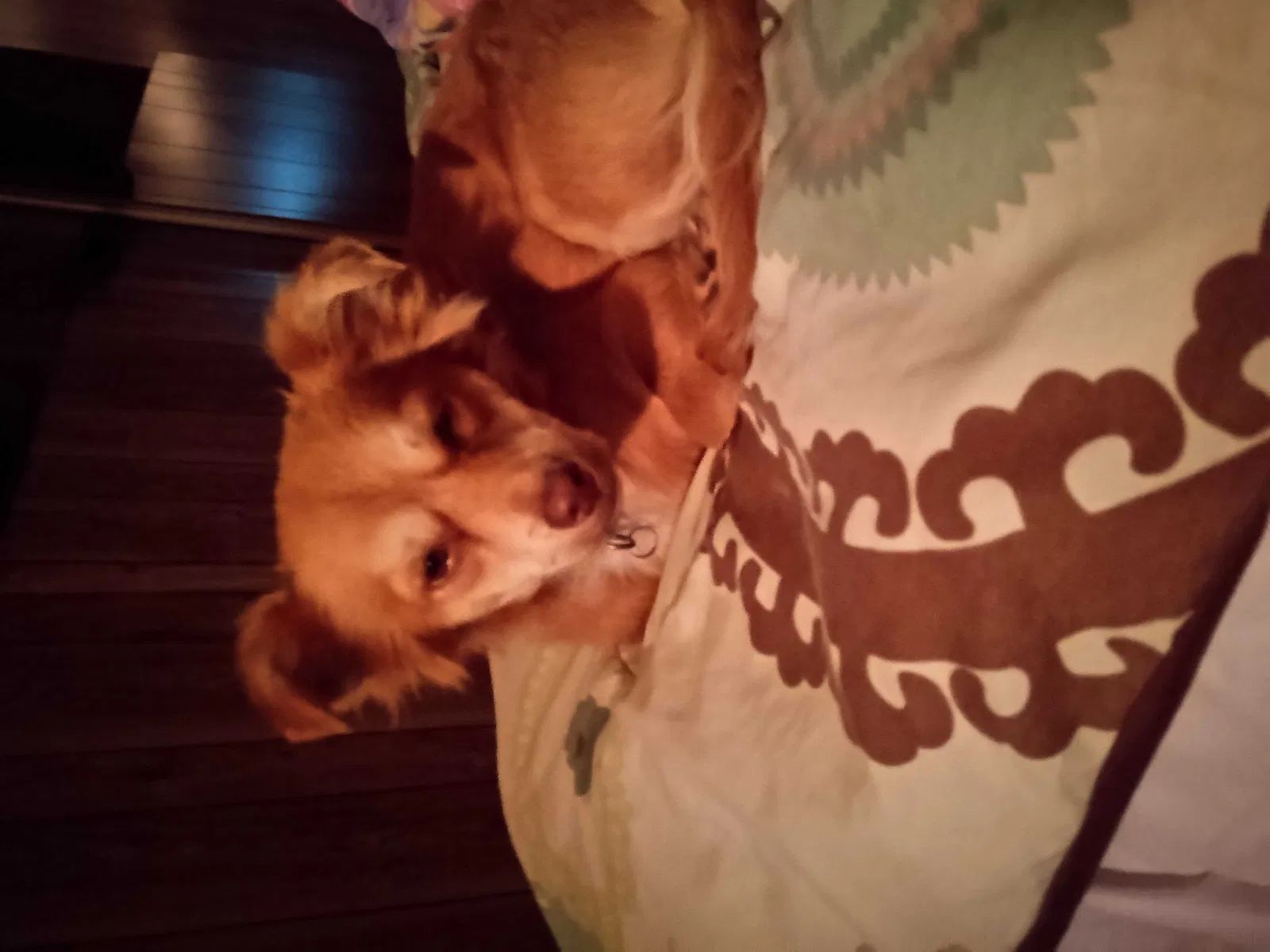 Lost dog in Dolan Springs, AZ, 86441