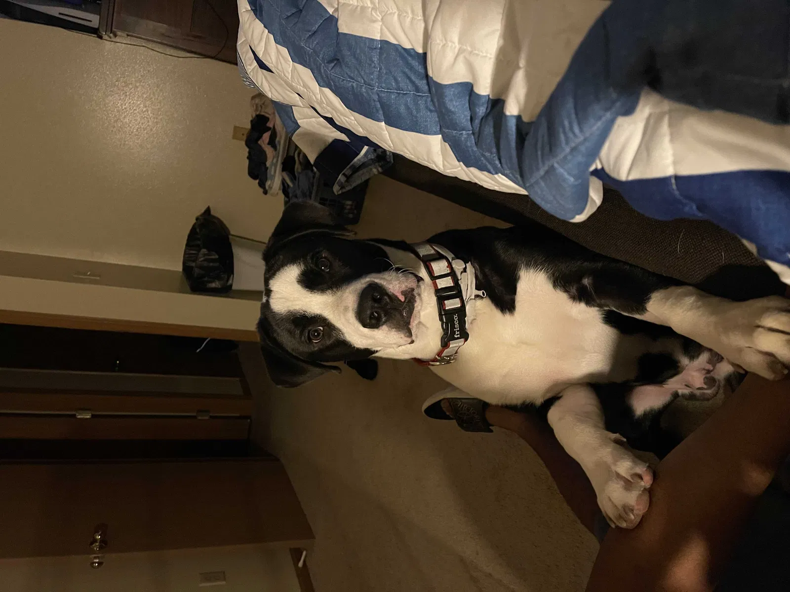 Lost dog in Detroit, MI, 48223