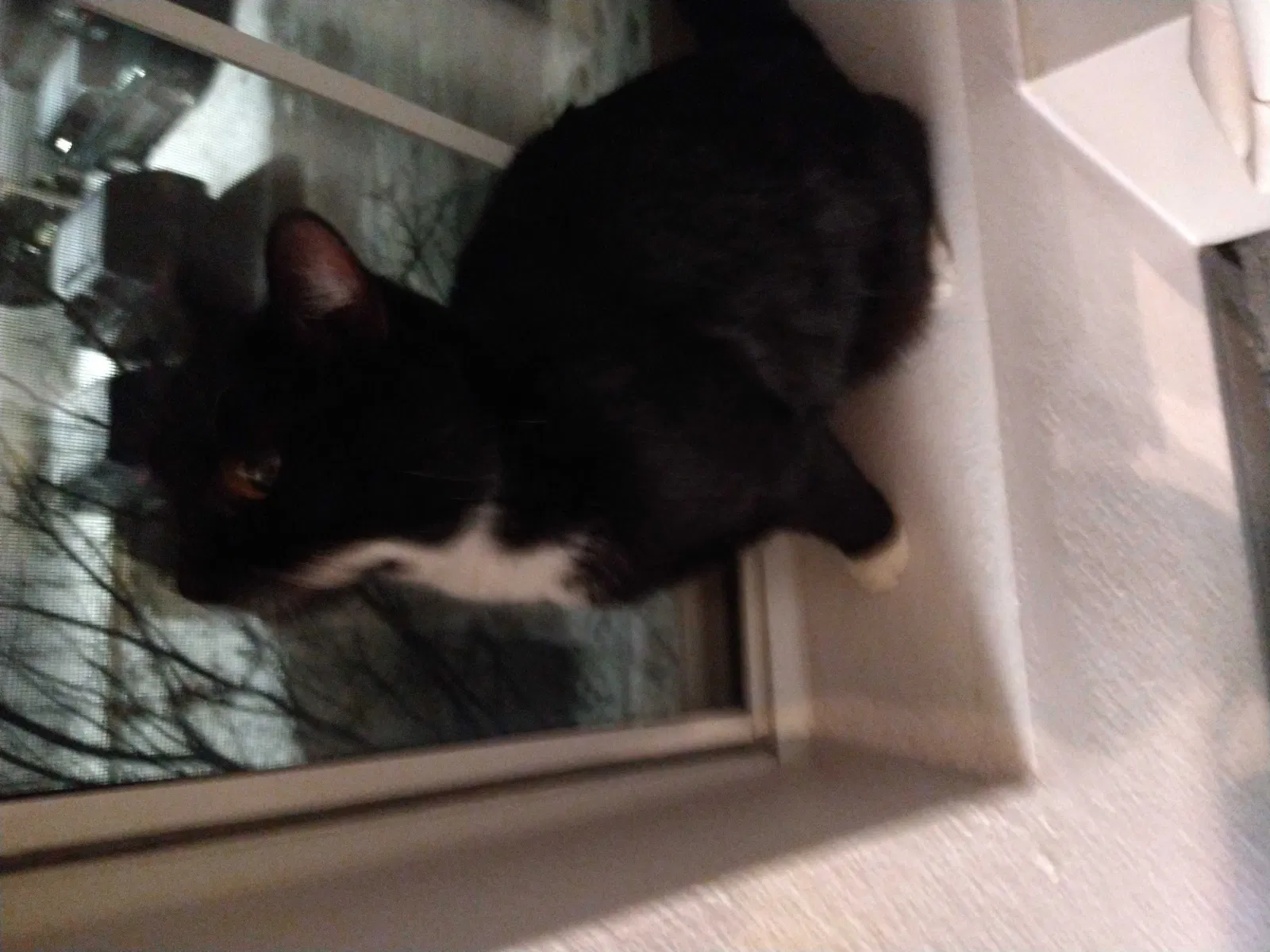 Found cat in Loveland, CO, 80538