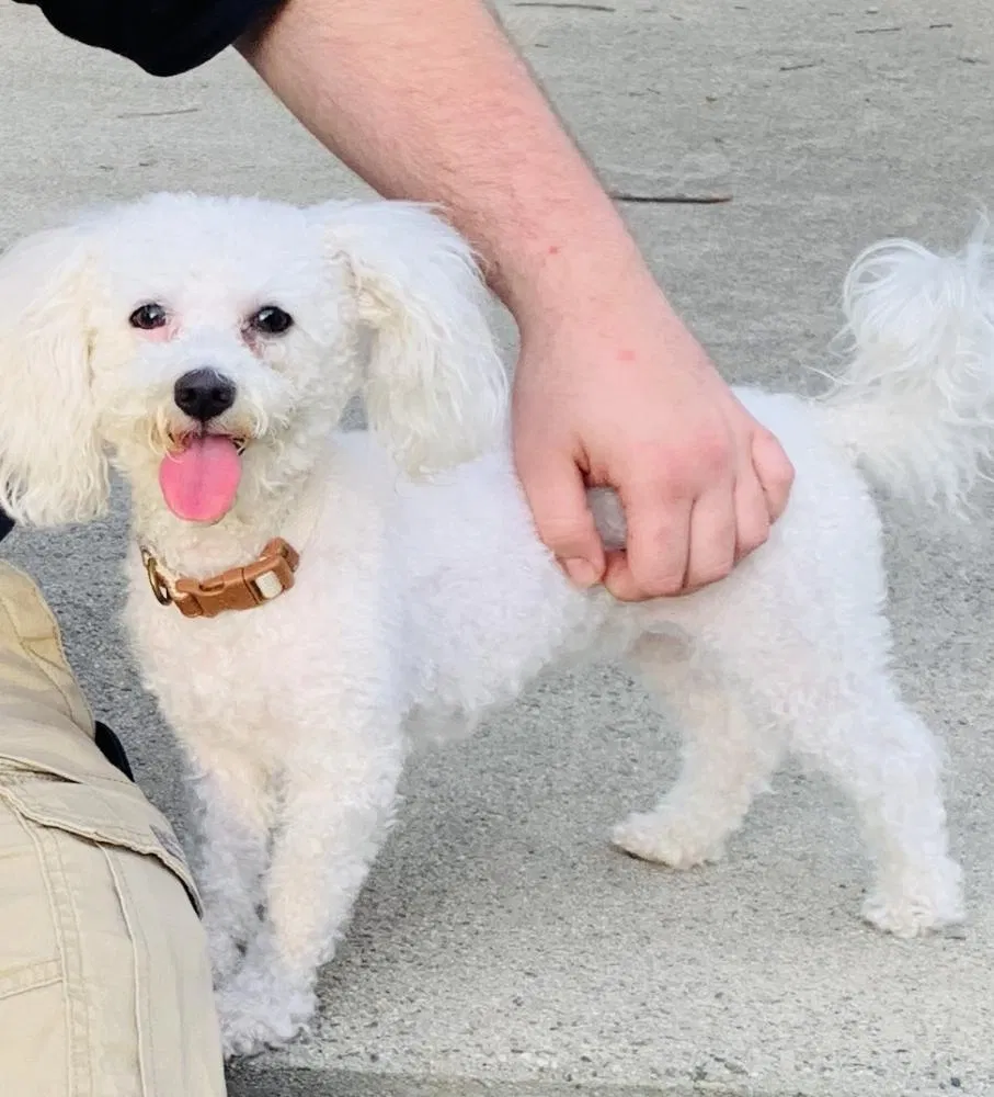 Lost dog in Visalia, CA, 93277