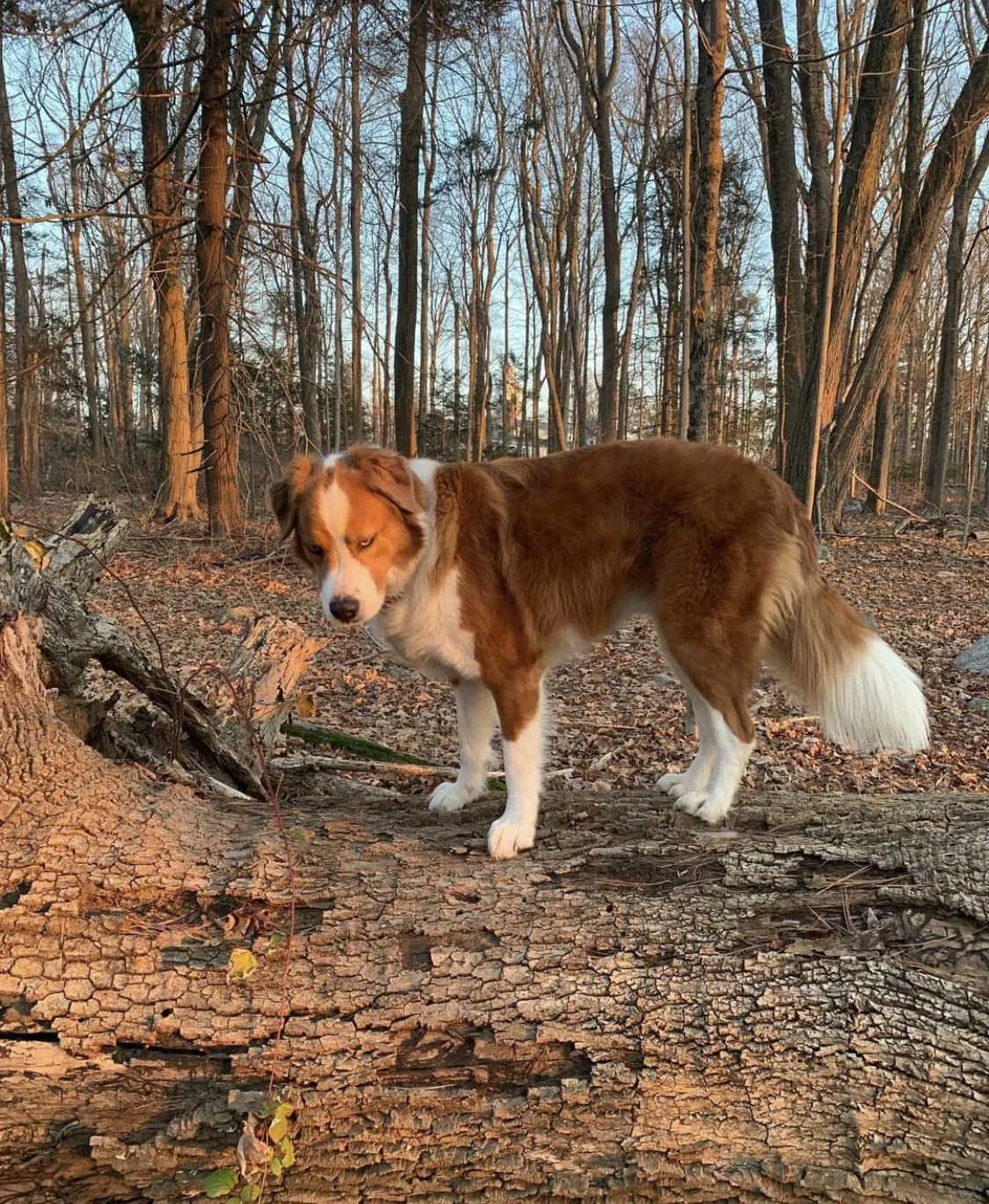 Lost dog in Trumbull, CT, 6611