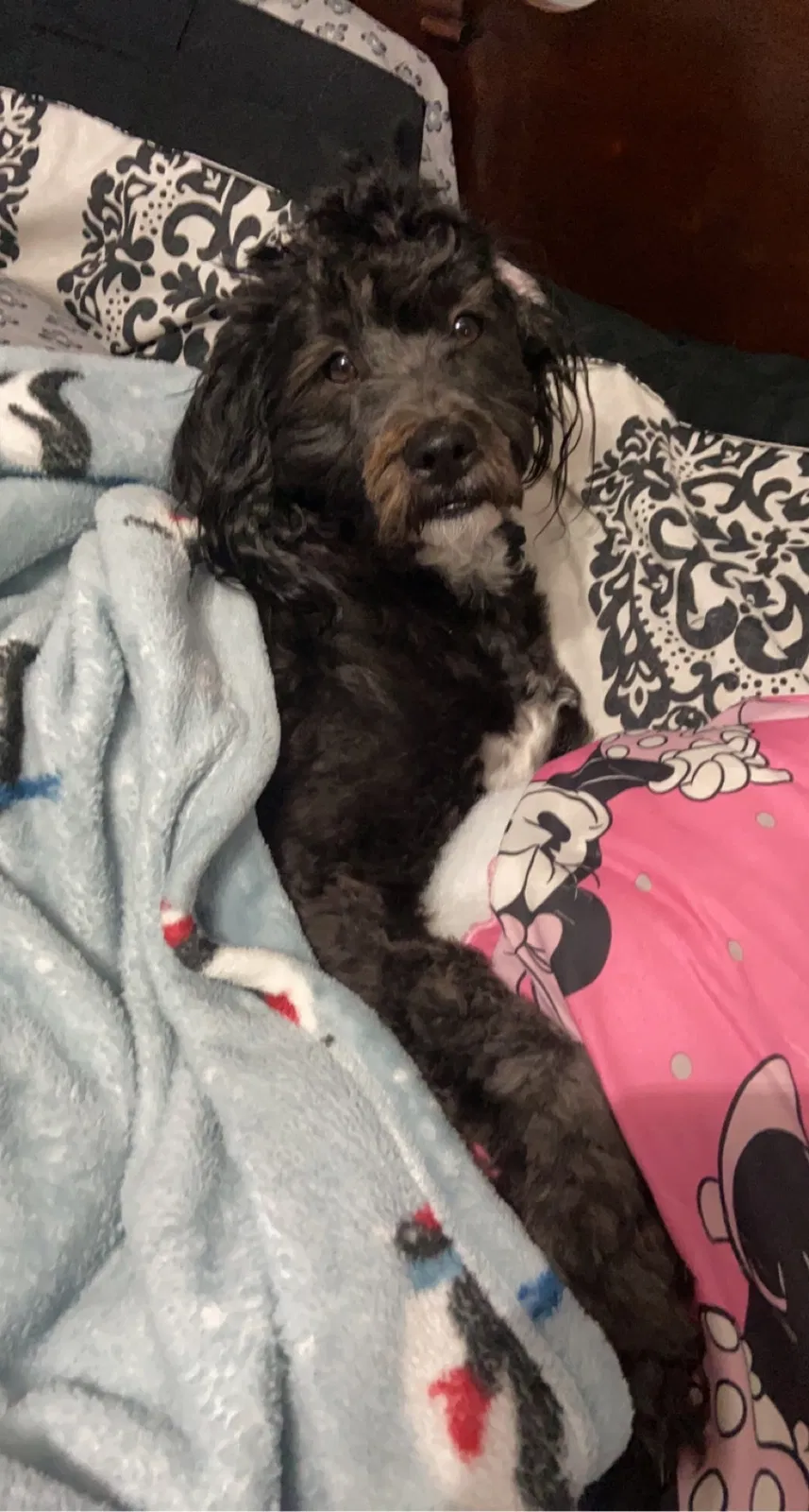 Lost dog in Jonesboro, AR, 72401