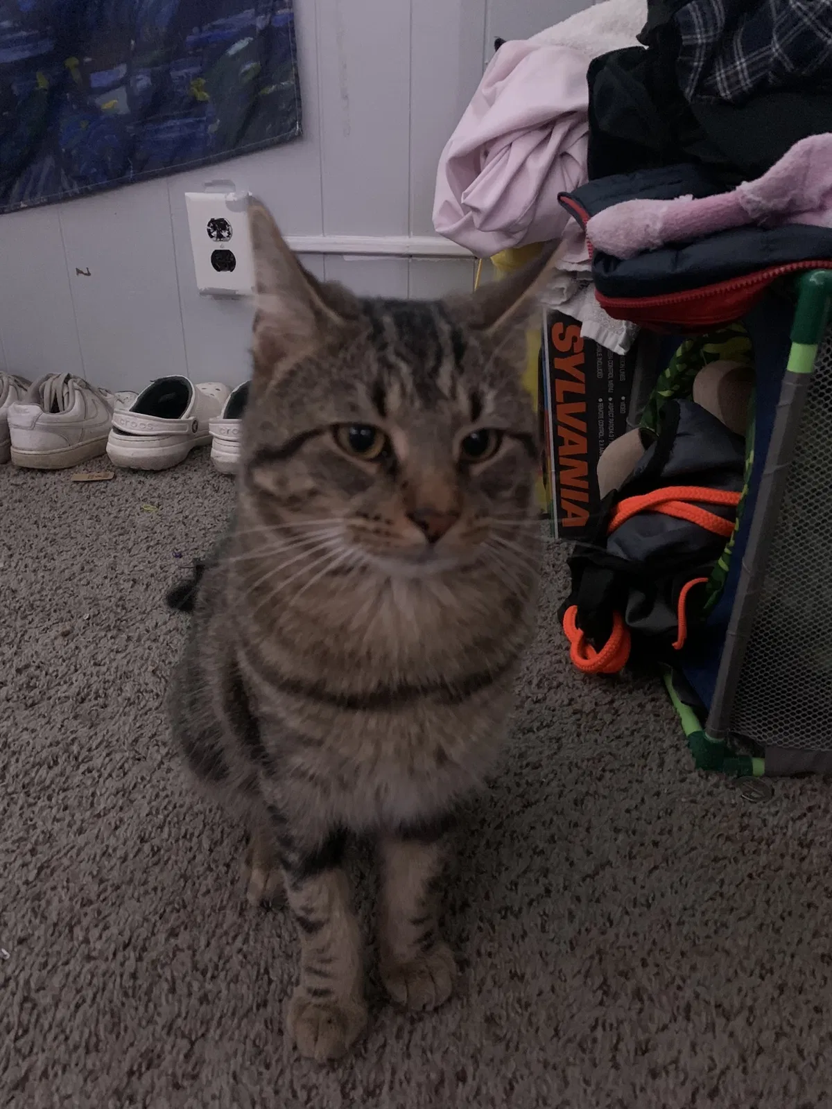 Lost cat in South Bend, IN, 46613