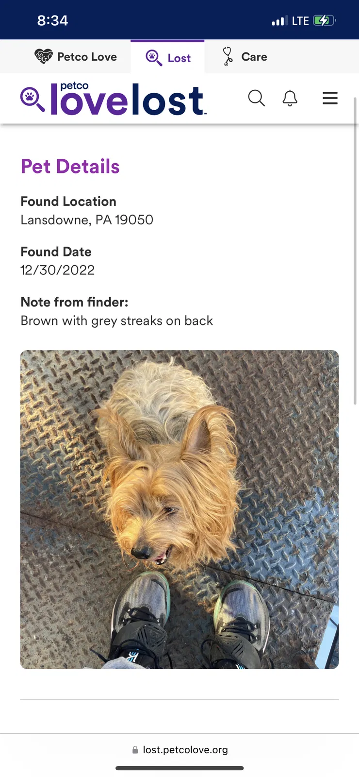 Lost dog in Lansdowne, PA, 19050