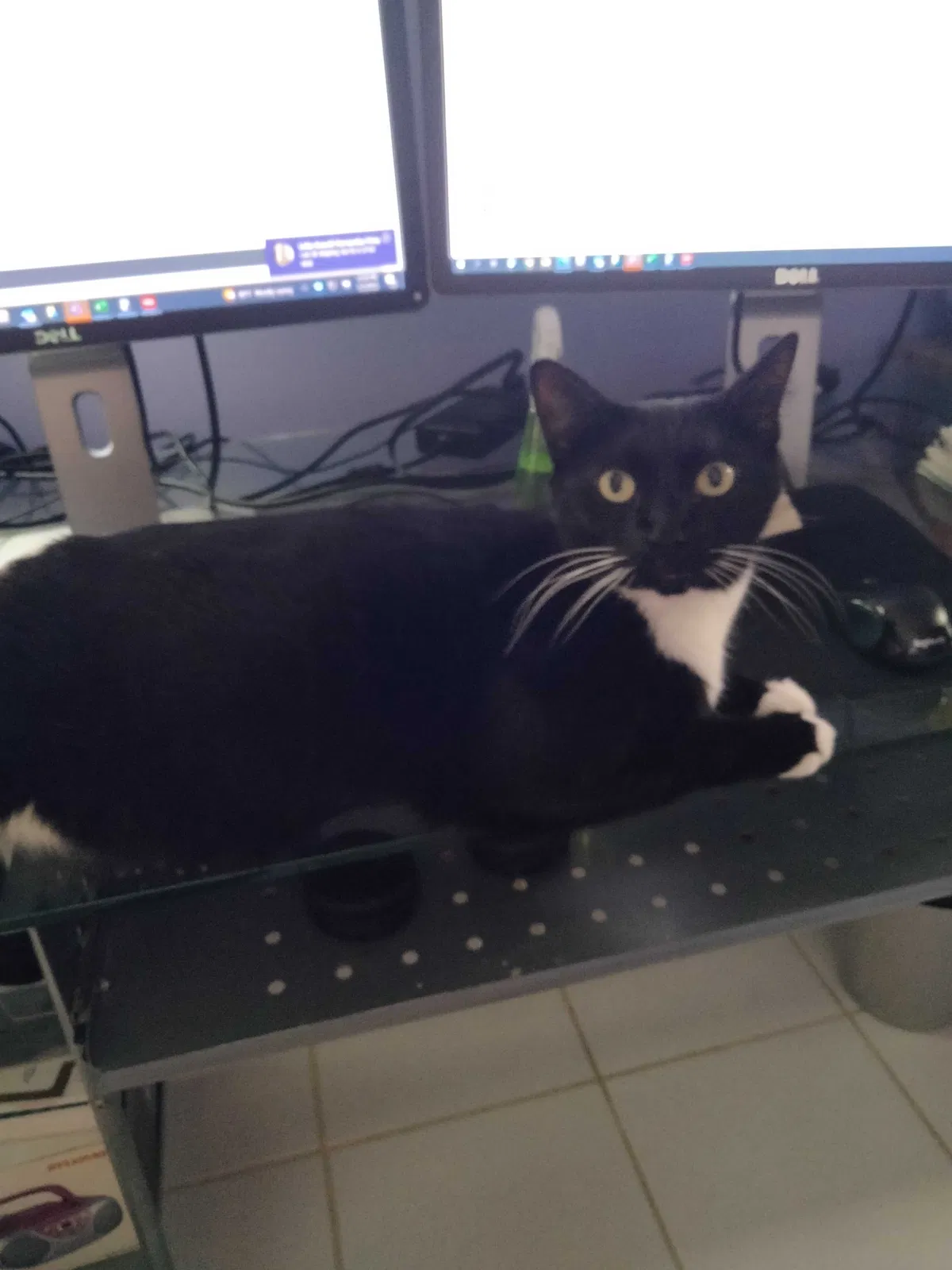 Lost cat in Delray Beach, FL, 33445