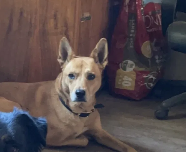 Lost dog in Citrus Heights, CA, 95610