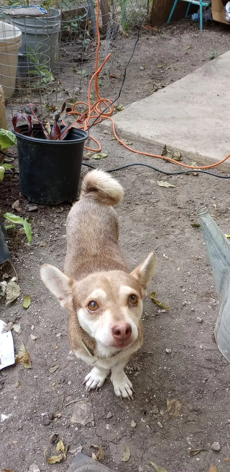 Lost dog in San Antonio, TX, 78210