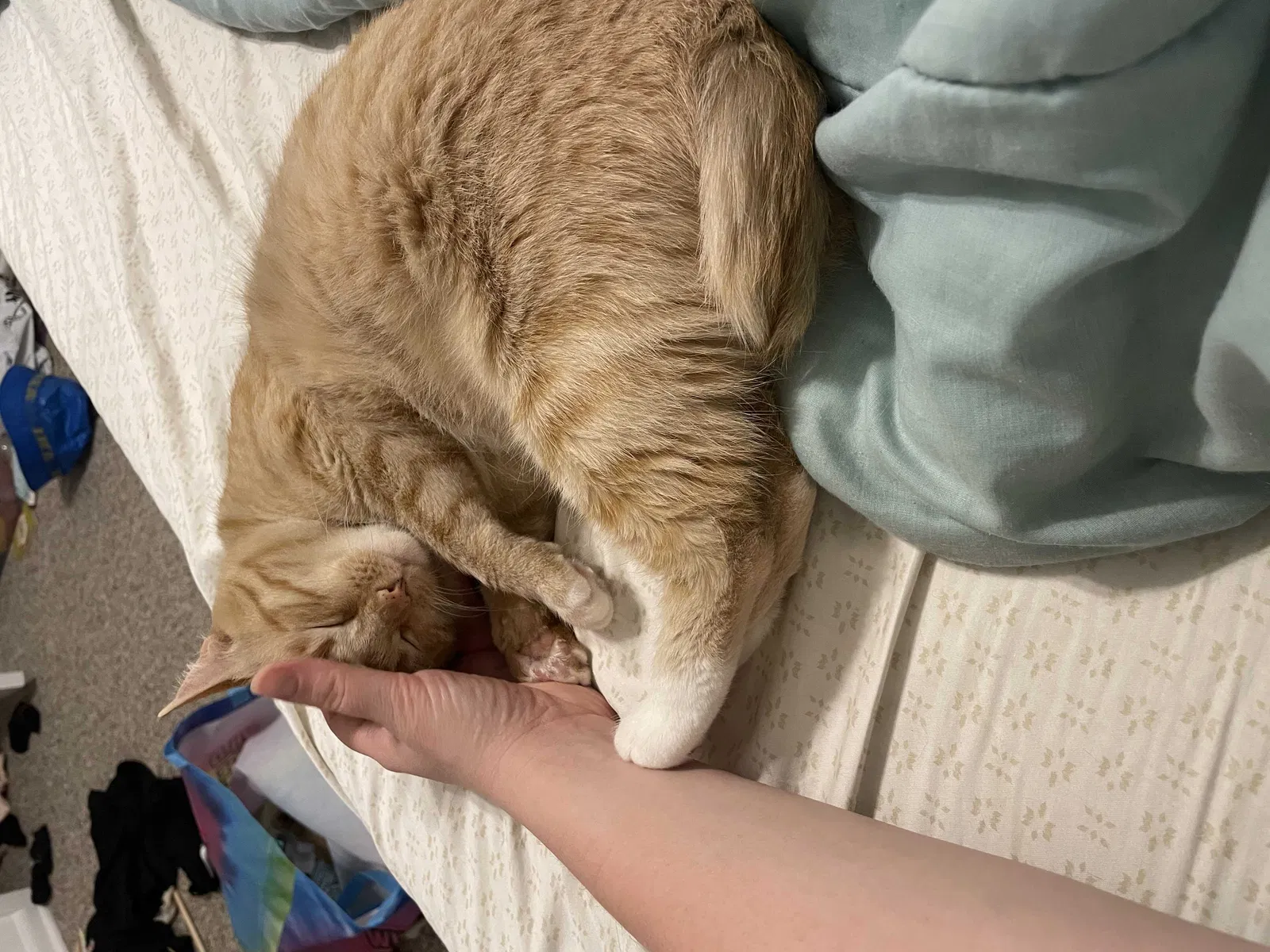 Lost cat in Orlando, FL, 32803