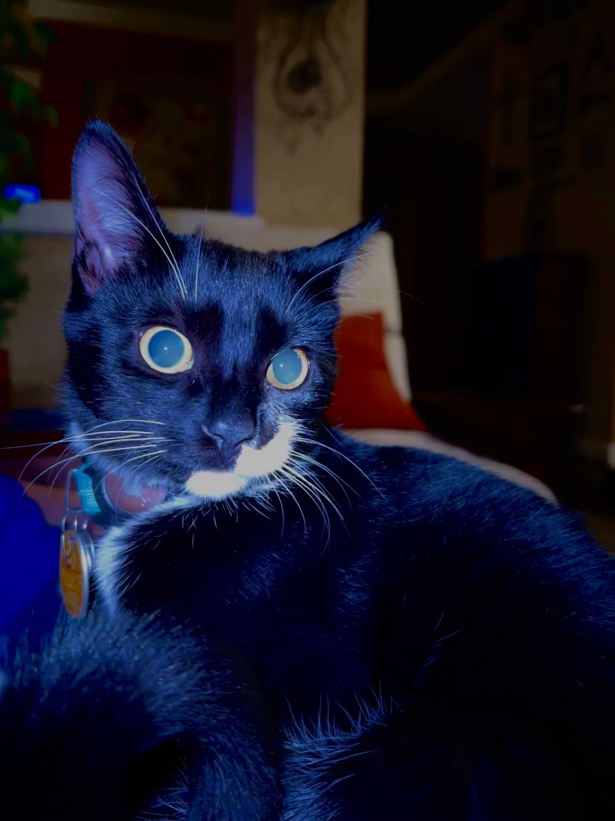 Lost cat in Katy, TX, 77494