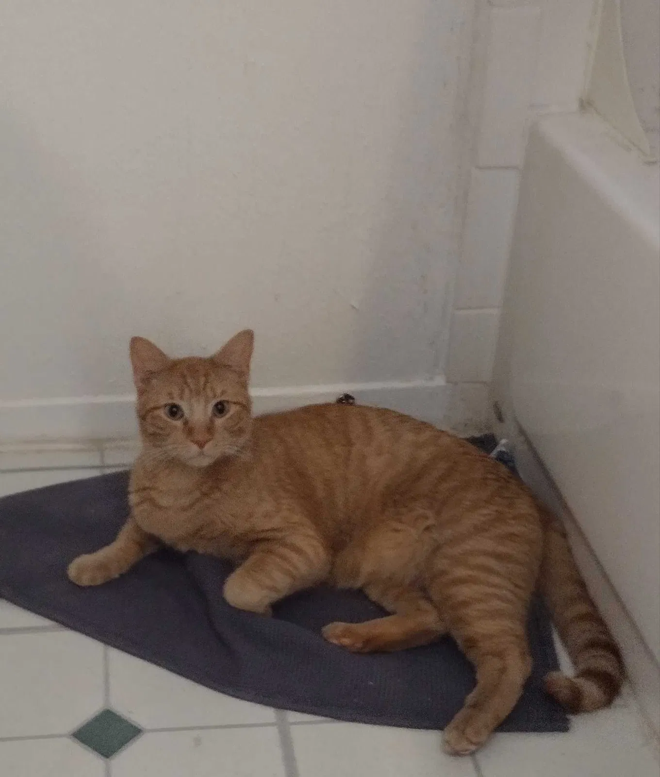Lost cat in Houston, TX, 77080