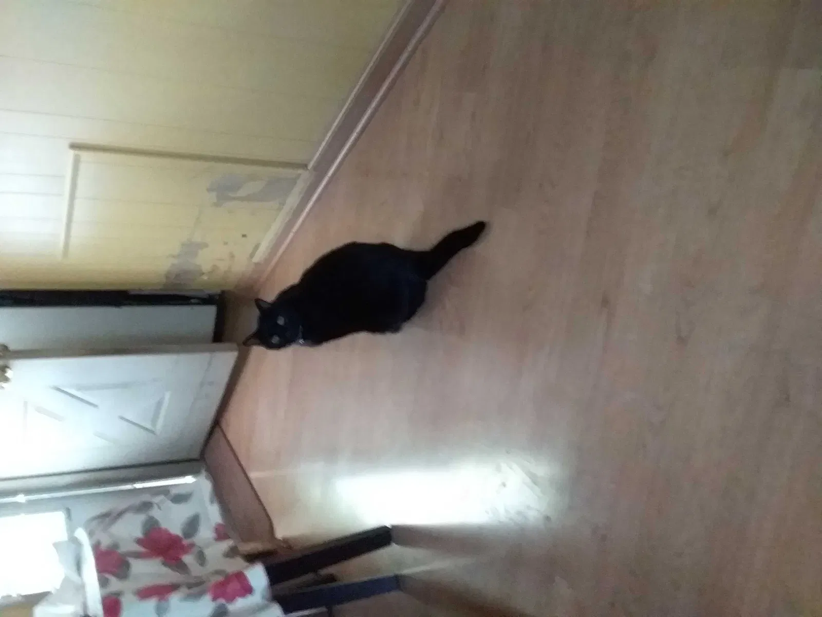 Lost cat in Orland Park, IL, 60462