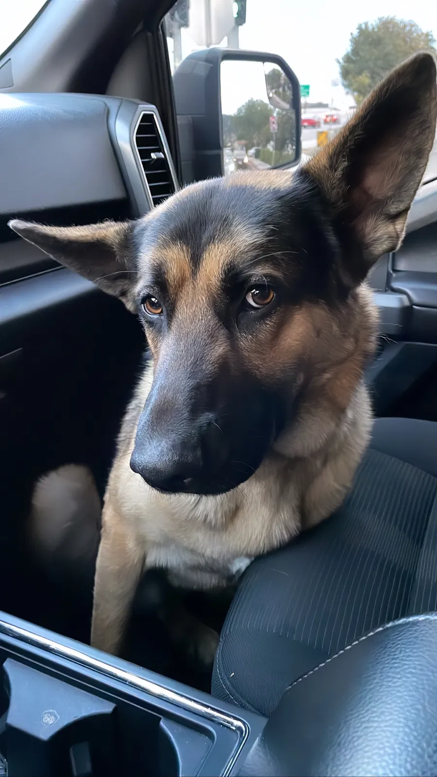 Lost dog in Pomona, CA, 91766