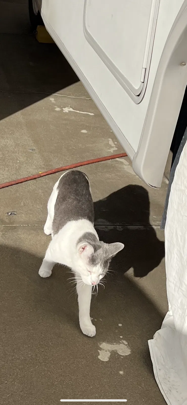 Lost cat in Garden Grove, CA, 92844