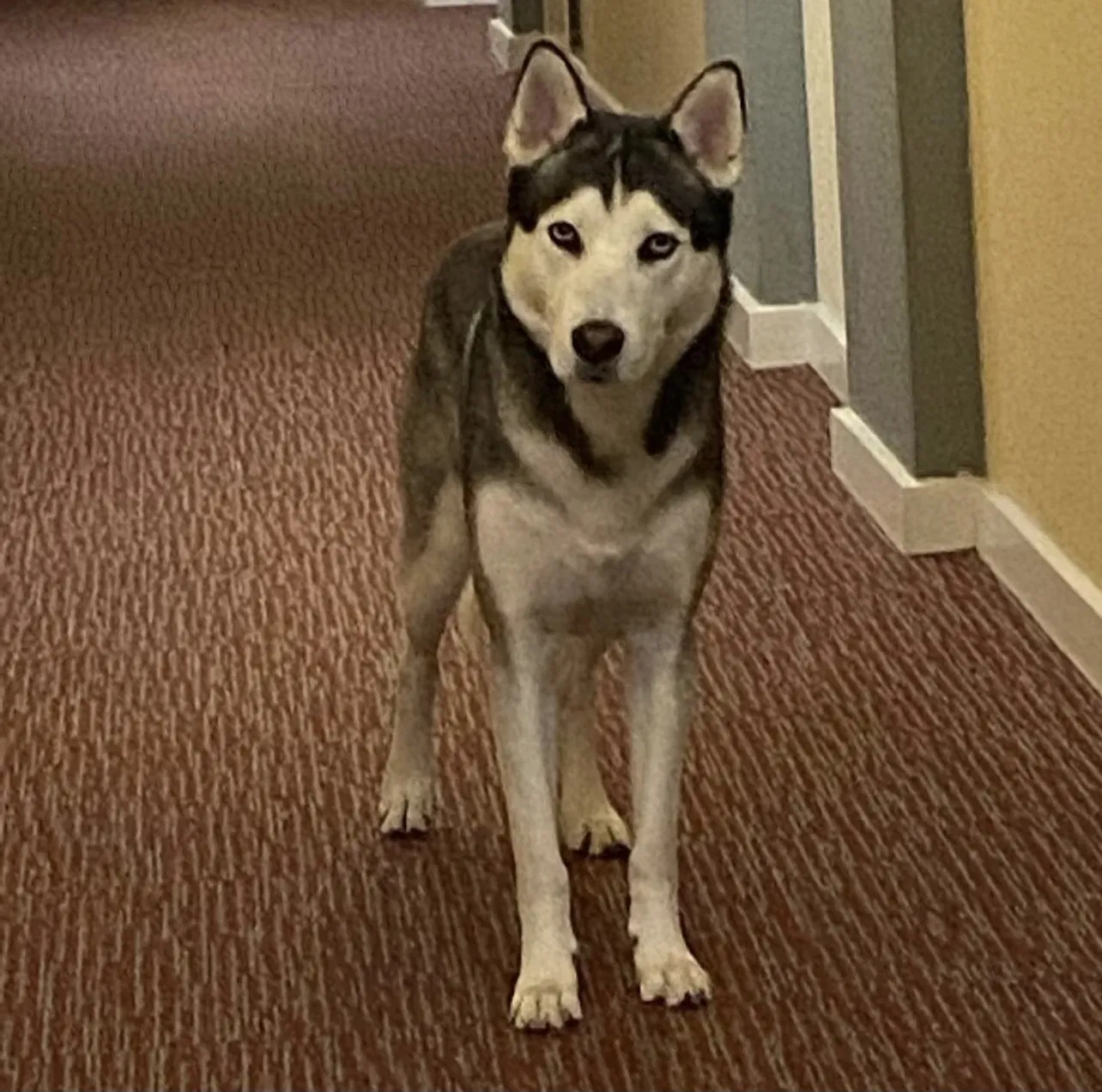 Lost dog in Miami, FL, 33142