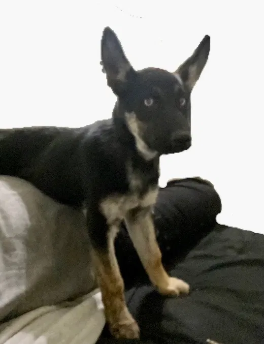 Lost dog in Dallas, TX, 75228