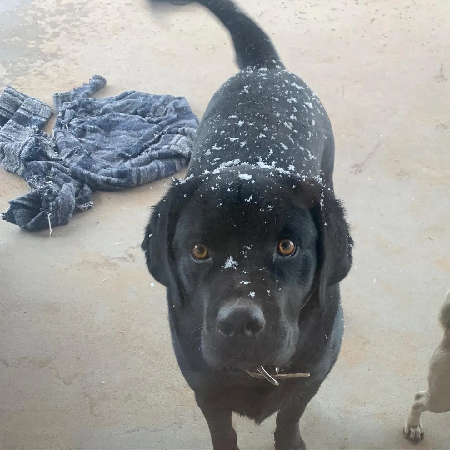 Lost dog in El Paso, TX, 79925