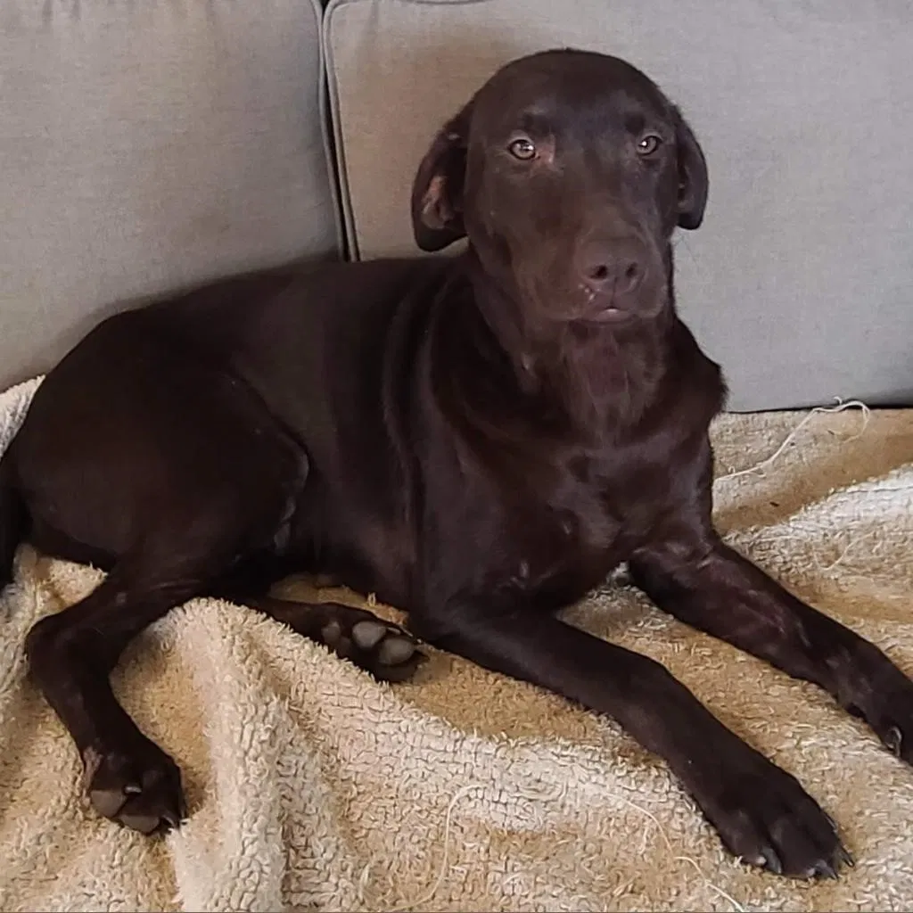 Found dog in Roswell, GA, 30075