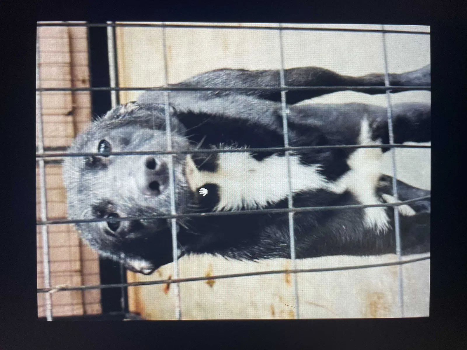 Lost dog in Statesboro, GA, 30458