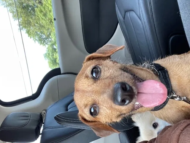 Lost dog in Hephzibah, GA, 30815