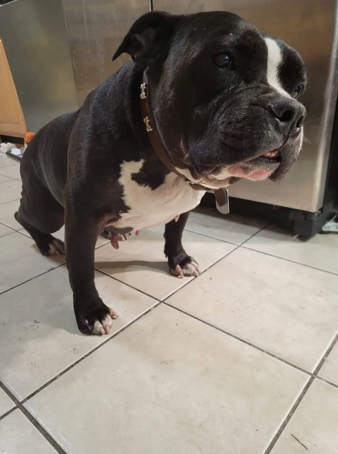 Lost dog in Sacramento, CA, 95838