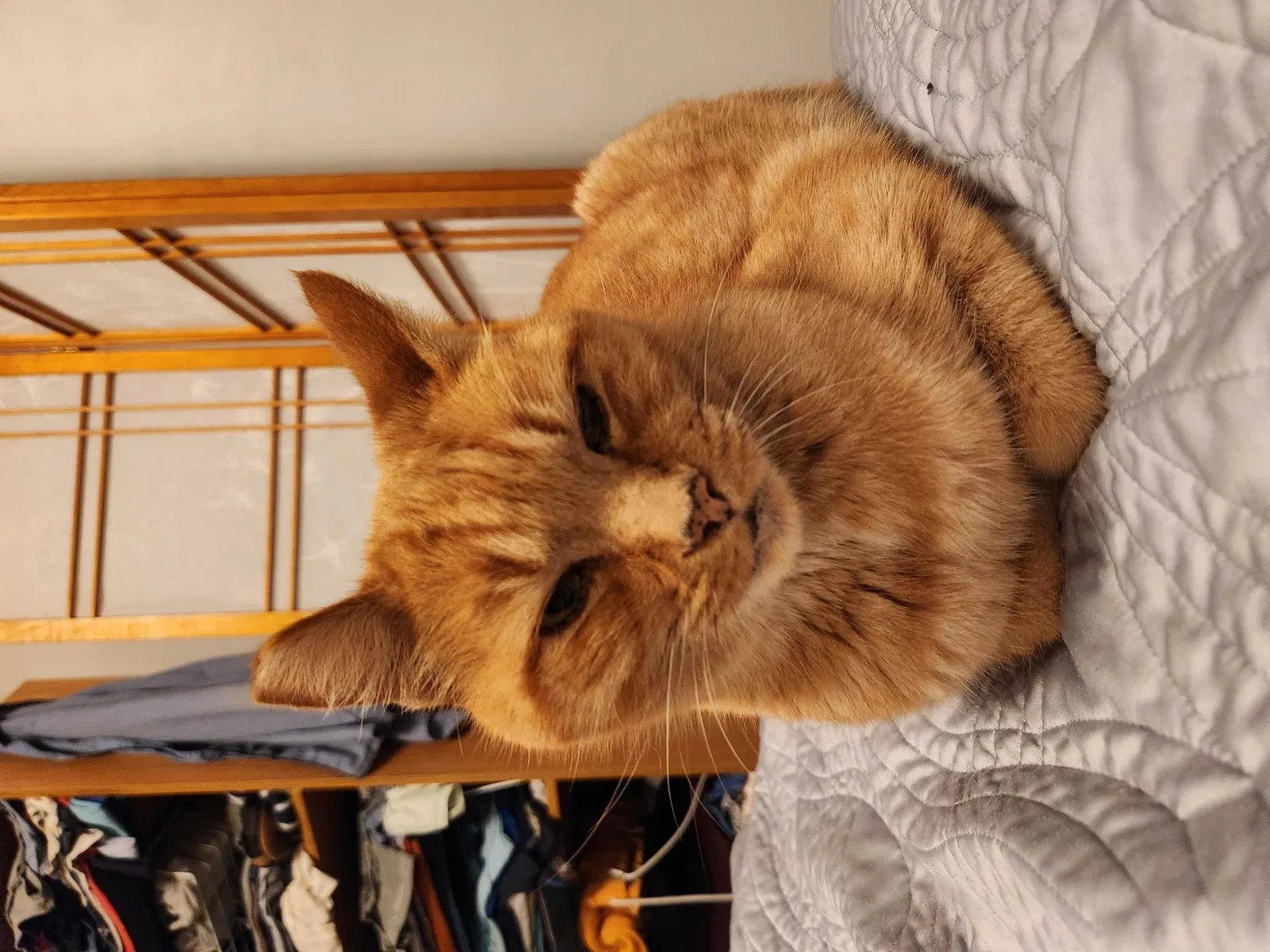 Lost cat in Los Angeles, CA, 90016