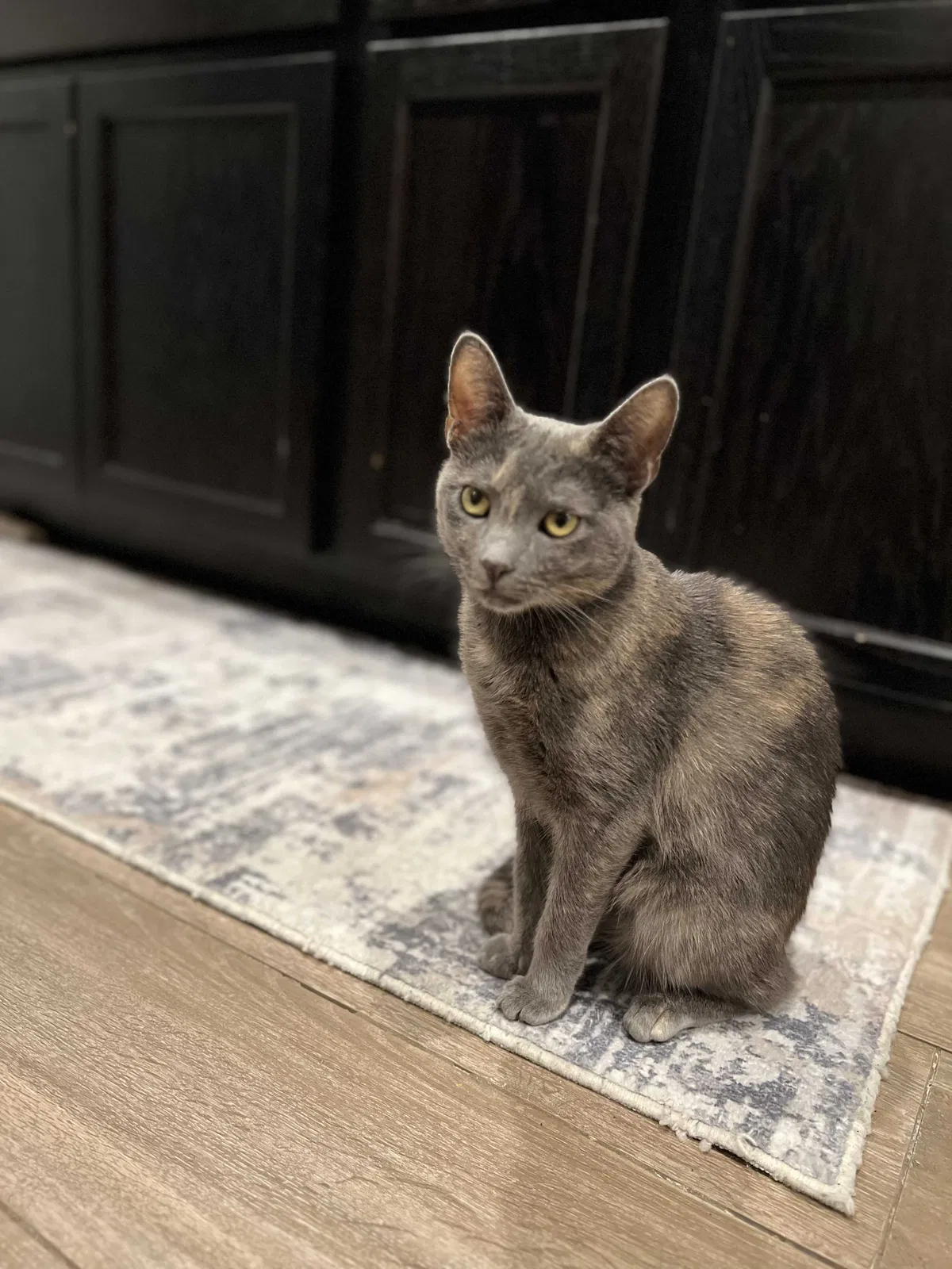 Lost cat in Lake Hughes, CA, 93532