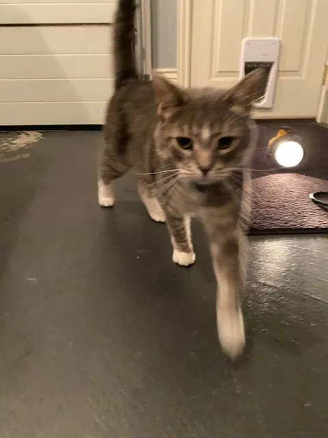 Lost cat in Greenville, MI, 48838