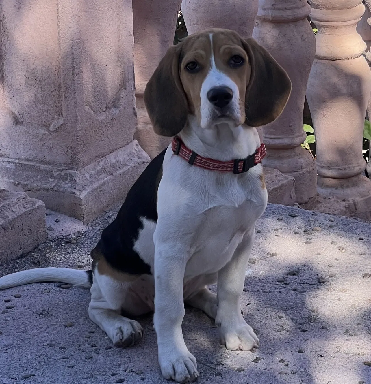 Lost dog in Tucson, AZ, 85711