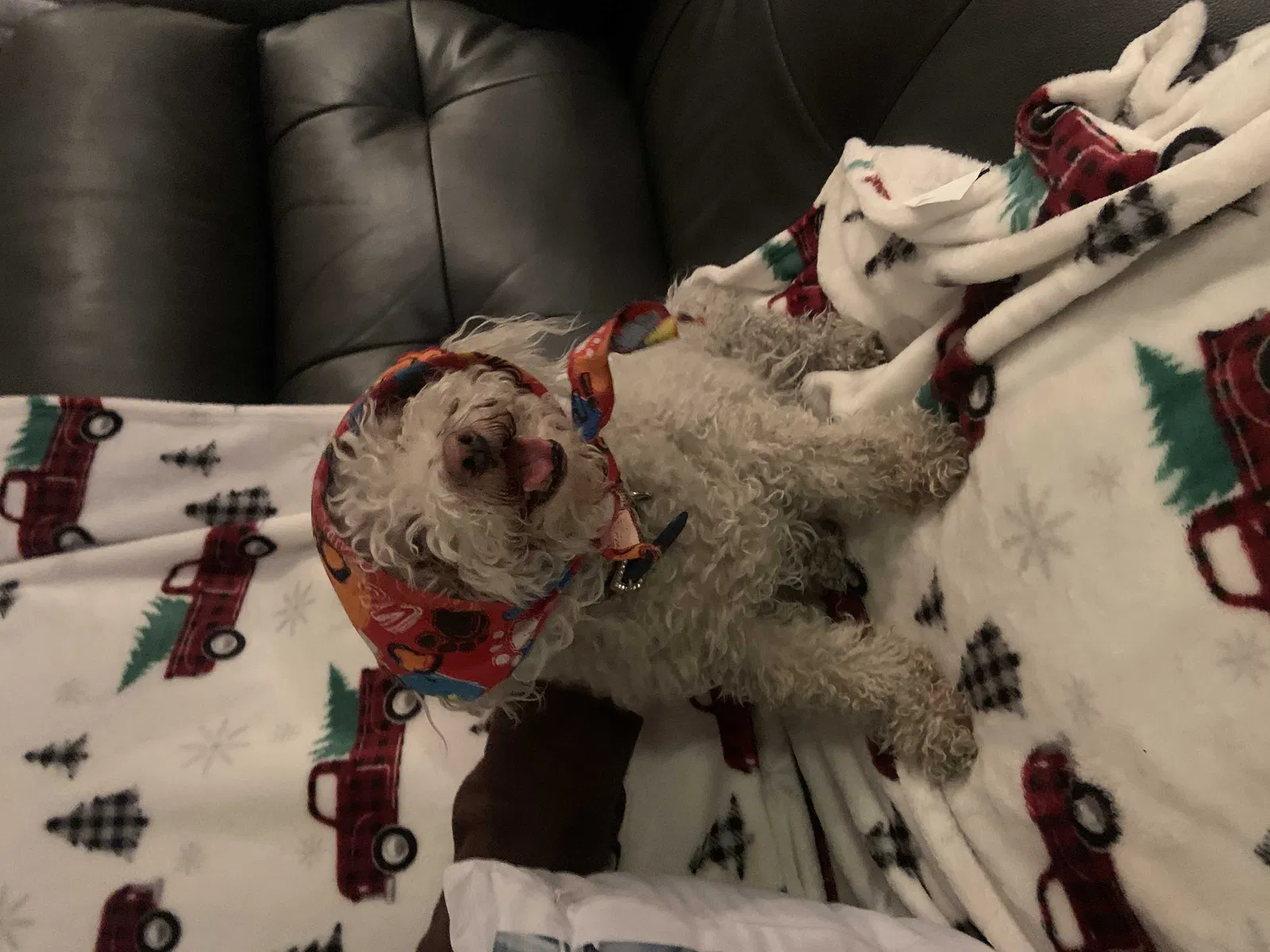 Lost dog in North Las Vegas, NV, 89032
