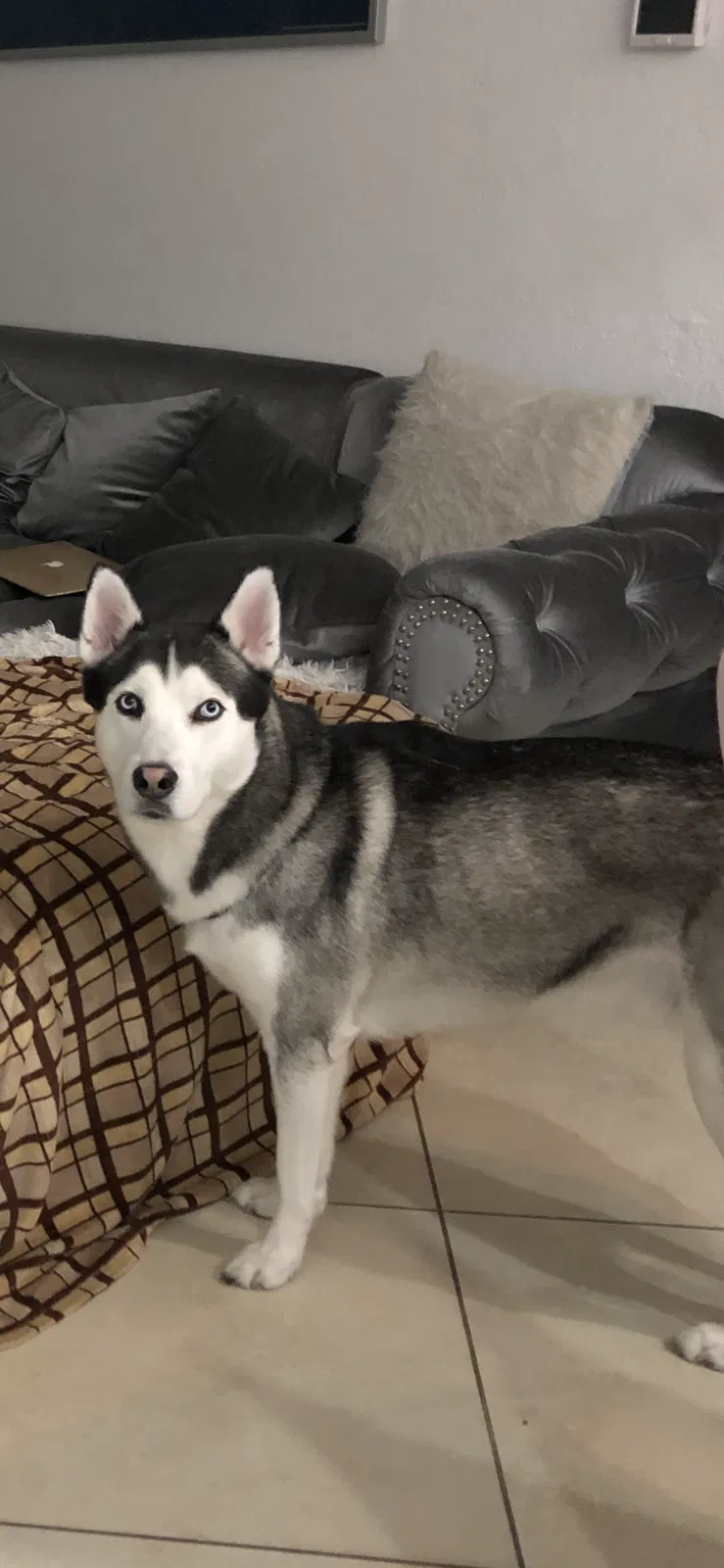 Lost dog in Miami, FL, 33142