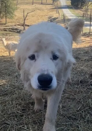 Lost dog in Connellys Springs, NC, 28612